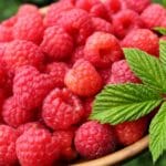 can_bearded_dragons_eat_raspberries