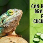 can_bearded_dragons_have_cucumbers