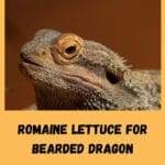can_bearded_dragons_have_lettuce