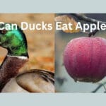 can_beardies_eat_apples