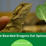 can_beardies_eat_apples