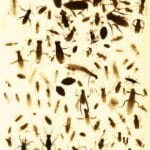 can_cockroaches_live_in_your_peni