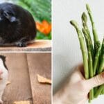 can_guinea_pigs_eat_asparagus