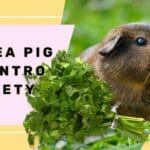 can_guinea_pigs_eat_cilantro