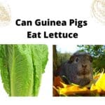 can_guinea_pigs_eat_cilantro