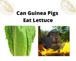 Can Guinea Pigs Eat Cilantro? Benefits, Risks, and Serving Guide