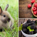 can_rabbits_eat_blackberries