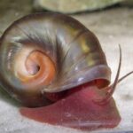can_snails_swim