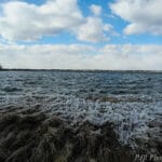 cattus_island