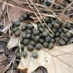 chipmunk_droppings