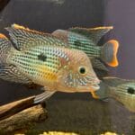 cichlids_green_terror