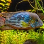 Green terror (Andinoacara rivulatus) colorful fish in aquarium