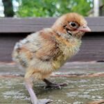 deathlayer_chicken
