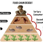 desert_ecosystem_food_web