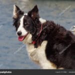 did_a_border_collies_job_nyt