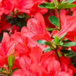 do_deer_eat_azaleas