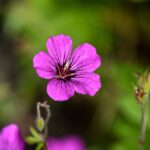 do_deer_eat_geraniums