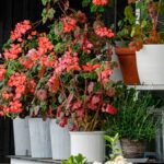 do_deer_eat_geraniums