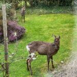 do_deer_eat_marigolds
