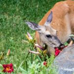 do_deer_eat_pansies