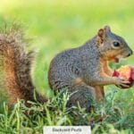 do_squirrels_eat_almonds