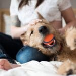 dog_intestinal_blockage_timeline