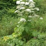 dogweed