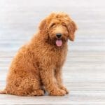f1bb_goldendoodle