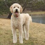 f1bb_mini_goldendoodle