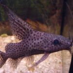 featherfin_catfish
