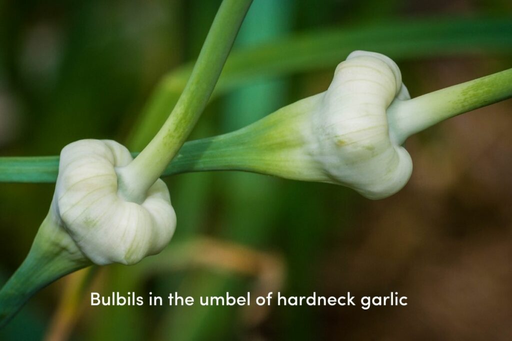 Unlocking the Secrets of Garlic Bulbils: Your Complete Guide to Growing ...