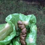 giardia_dog_poop_picture