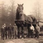 goliath_biggest_shire_horse