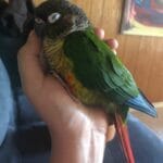 green_cheek_conure_lifespan