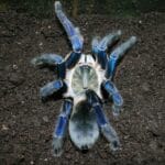 haplopelma_lividum