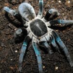 haplopelma_lividum