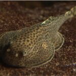 hillstream_loaches