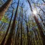hotels_near_congaree_national_park_south_carolina