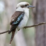 kookaburra_sits_lyrics