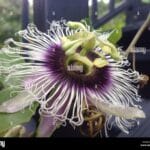 lilikoi_passion_fruit_plant