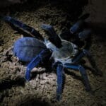 lividum_tarantula
