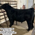 maine_anjou_bulls