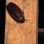 megaloblatta_longipennis