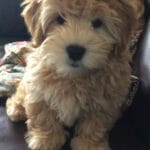 mini_whoodle