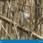 mustached_warbler