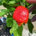 naga_viper_chili_pepper