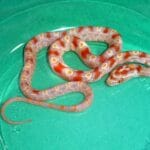 okeetee_corn_snake