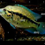 parachromis_dovii_wolf_cichlid