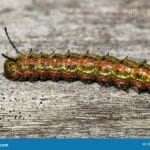 pink_striped_oakworm_moth