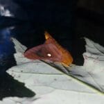 pink_striped_oakworm_moth